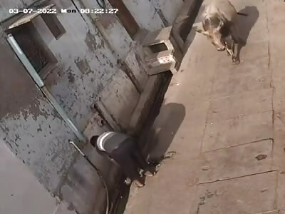 Bull Attacks Man In An Alley