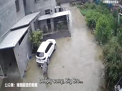 Boy attacked by buffalo.