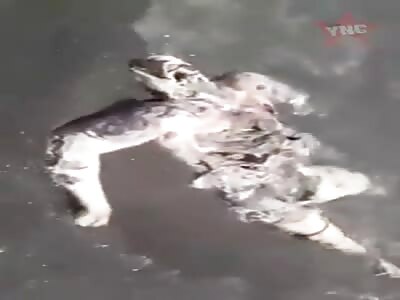 Terrible drowned in water