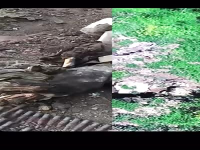 Ukrainians hide an explosive device in a trench