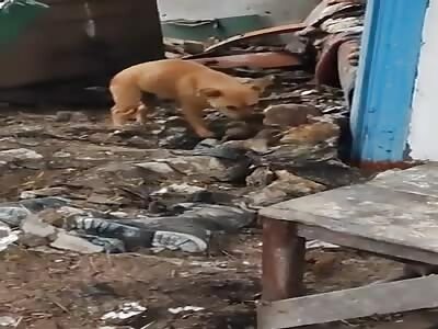 Dog eating a dead Russian soldier