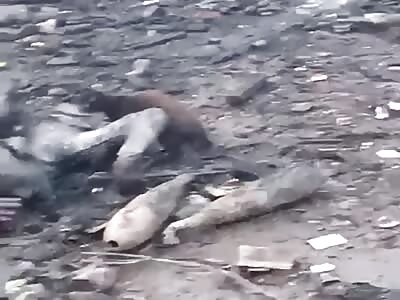 Cat is eating the body of a burned Russian soldier