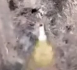 A probe into a black hole full of Russian rats