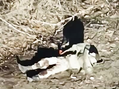 Multiple drone dropped grenades on wounded RU soldiers