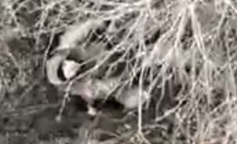 A RU soldier that's looking up gets a grenade dropped