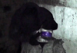 Allegedly: Execution of a Russian soldier by AFU