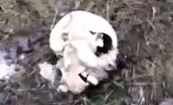 UA soldier films Russian soldiers’ bodies