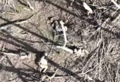 Grenade is dropped in the center of a Russian group