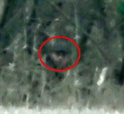 A Russian soldier is hit by a Ukrainian sniper