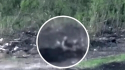 Russian airborne forces strike Ukrainian infantry near Bakhmut