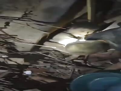 Earthquake victim crushed by large structure