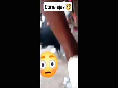 2 Fatal Bull Attacks