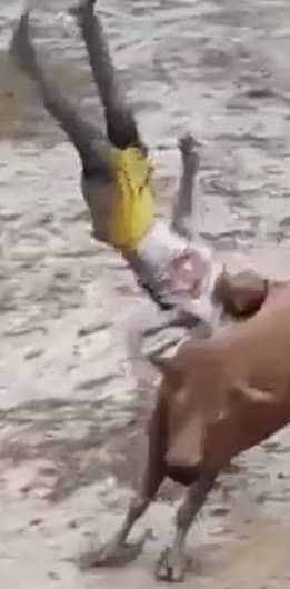 Muddy man dies after being gored