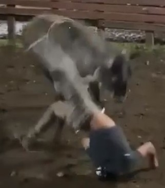 Riding Tournament, Bull Fucking His Victims