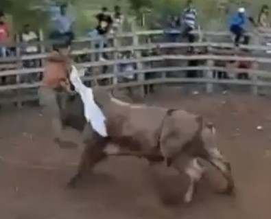 Fat man is fatally gored and dies