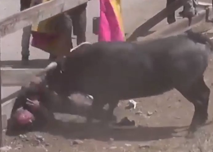 Never Disturb Spanish Bulls