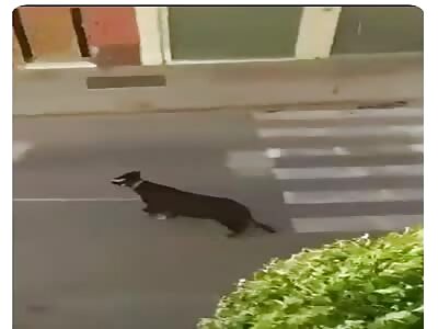 Bull FUCKING girls in spain