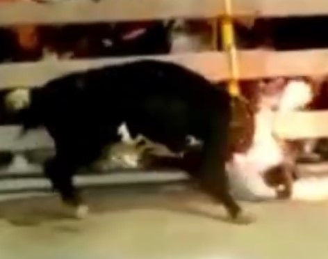 Flaming bull sending damn Spaniards to ICU