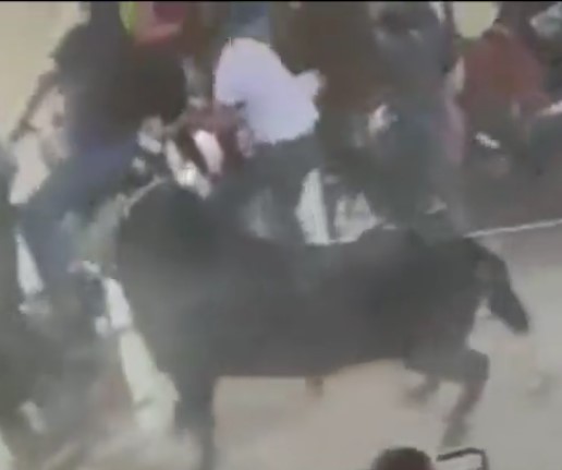 SATANIC BULL ,broke several victims in mexico
