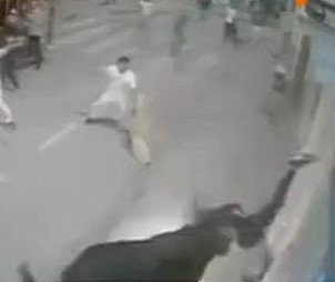 Several killed in bull attacks in Spain in races