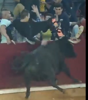 VACA LOCA, victims run over by cow