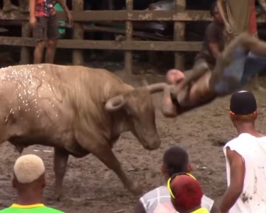 Latin bulls attacking