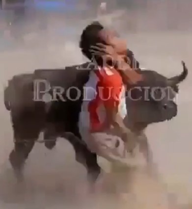 More parts of an impish Peruvian bull in peru