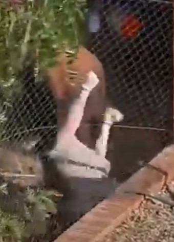 Obese man knocked down and attacked by bull