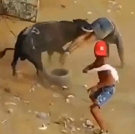 Colombia bulls being angered