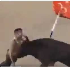 Argentine bulls taking revenge