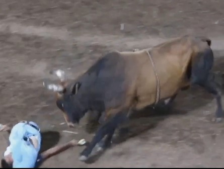 Never play with bulls from Nicaragua