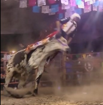 Mexican bull sat a sucker on the ground