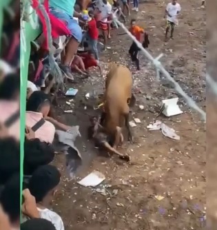 man cruelly fucked by a brown bull