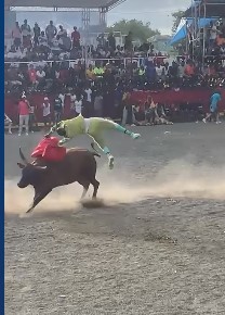 never disturb bulls in trinidad