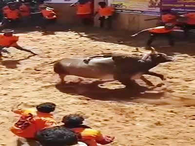 Bullfight fail.
