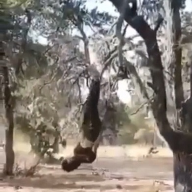 Human Pinata Shot By Cartel