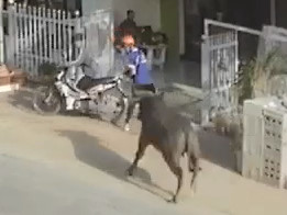Runaway Bull ...