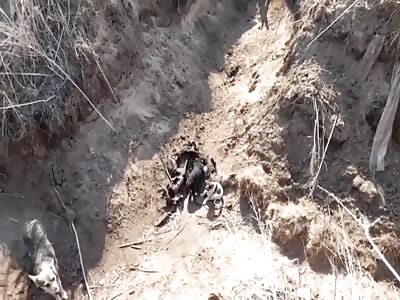 Local dogs will be well fed