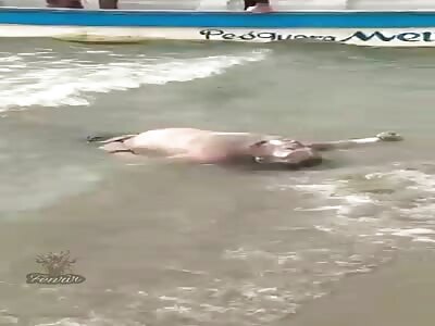 Corpse on the shore.