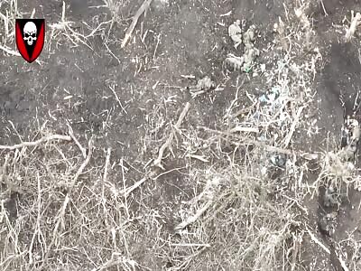 Drone bombing russian insects