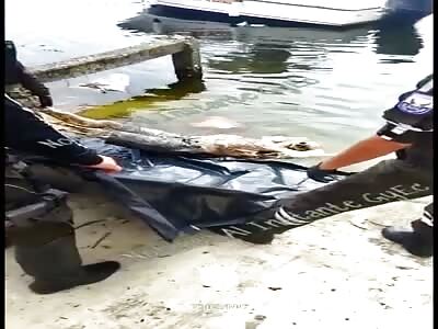  Decomposing human body  pulled out of a river in salty estuary