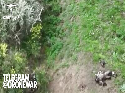 I think he is dead...