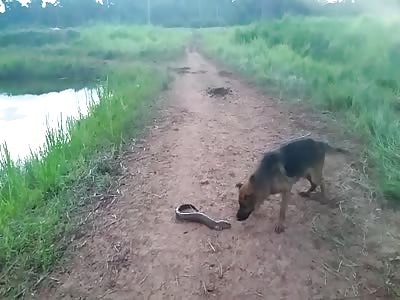 Poor dog VS Electric Fish 