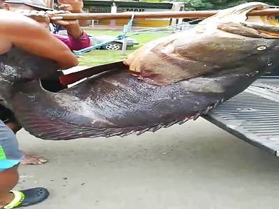 Big fish AmazÃ´nia 
