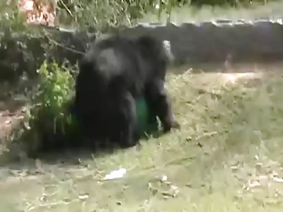 Bear attacks farmer (clean copy, no watermarks). 