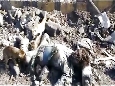 Fancy Feast..Wild Cats Eating a Dead Fighter in Syria 