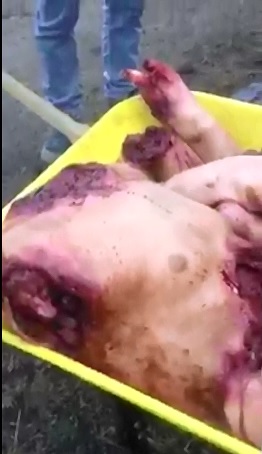 Disgusting Dismembered Body found in a Wheelbarrow 