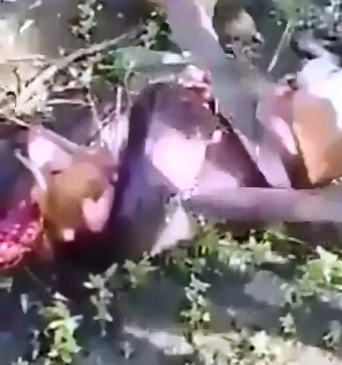 Villagers Save Dog from being Strangled to Death by Snake 
