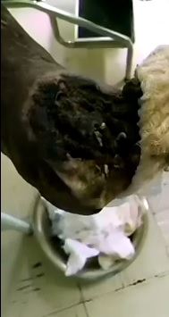 Disgusting Maggot Infested Foot 