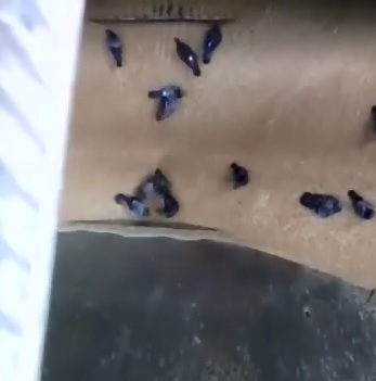 Pigeons just Trying to Eat are being Sucked in with the Grain at Bread Baking Plant 